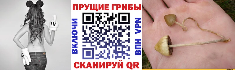 купить наркоту  Ардон  Галлюциногенные грибы Psilocybine cubensis 